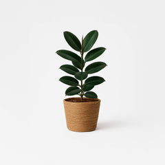 Collection image for: Hogar y Jardín