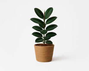 Collection image for: Hogar y Jardín